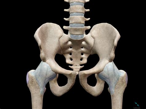 3d Skeletal System The Pelvic Girdle