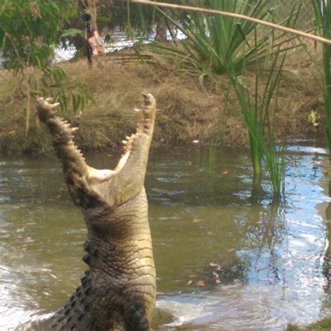 Saltwater Crocodiles