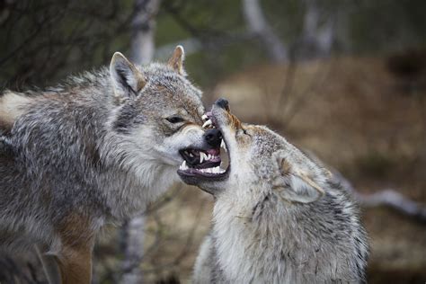 Top Predators May Be The Most Important Animals On Earth Gizmodo