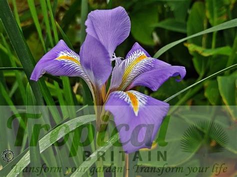 Iris Unguicularis From Tropical Britain Algerian Iris