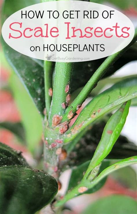 The next chicken pest you may to have to deal with is poultry lice. How To Get Rid Of Scale Insects On Houseplants, For Good!