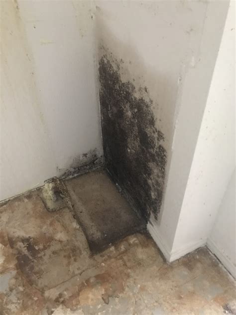 So, what does our bad dog have to do with this? Is it really Black Mold? | Dog Gone Mold