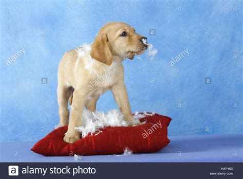Labrador Retriever Whelp Stock Photo Alamy
