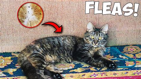 Our New Cat Has Fleas Life In West Virginia Youtube