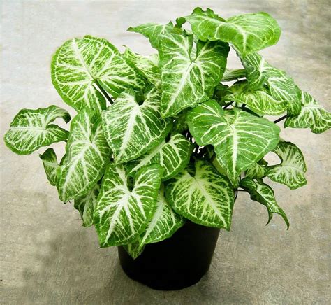 Syngonium Podophyllum Or Arrow Head Plant Buy Online Green Souq Uae