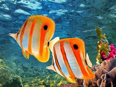Sea Under Hnk Fish Wallpapers Desktop Ponder