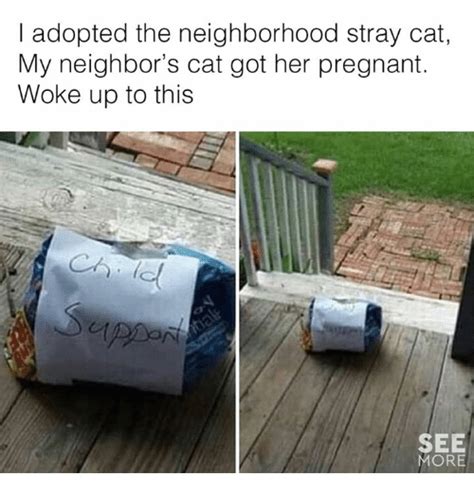 L Adopted The Neighborhood Stray Cat My Neighbor S Cat Got Her Pregnant Woke Up To This See More