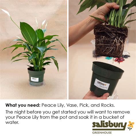 Peace Lily Vase How To Salisbury Greenhouse