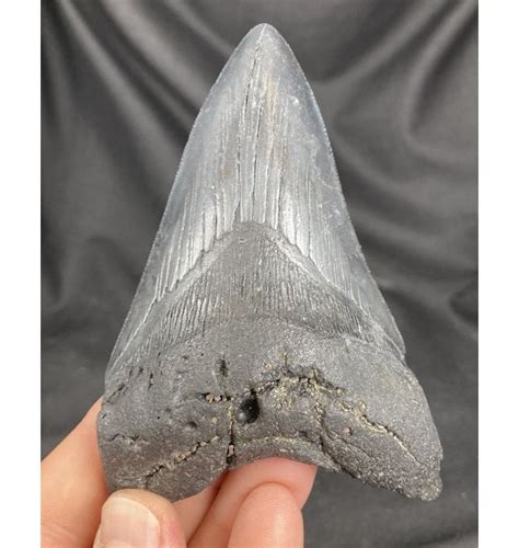 Fossils For Sale Fossils 4 Inch Megalodon Shark Tooth From