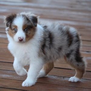 Zoey the australian shepherd blue merle puppy. Joker Australian Shepherd Puppy 599825 | PuppySpot