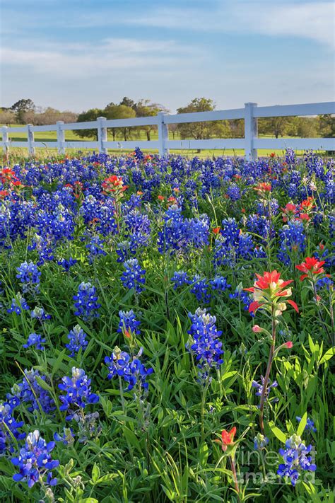 Bluebonnets Wildflowers Along The Fence Vertical 3 Photograph By Bee