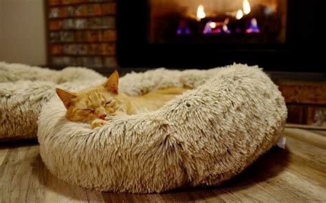 The Best Cat Beds Of 2023 Popular Science