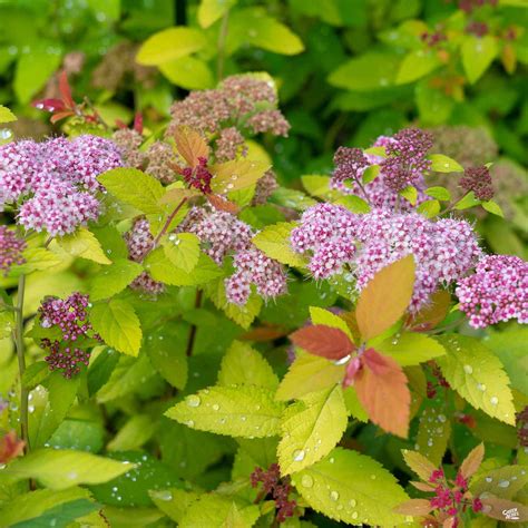 Double Play® Candy Corn® Spirea — Green Acres Nursery And Supply
