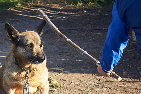 La Mejor Manera De Castigar A Un Perro Guía De Disciplina Canina