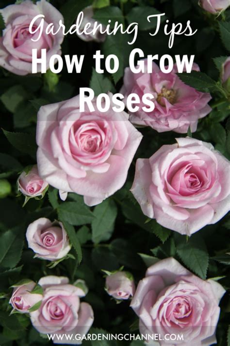 How To Grow Roses Gardening Channel Growing Roses Rose Garden