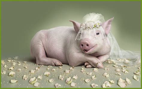 Pig Cute Cute Pig Wallpaper Backgrounds Stunning Funny Pig With A