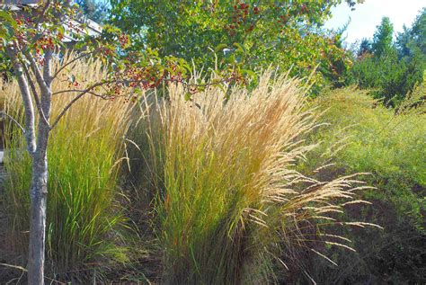 Light Up Your Landscape Great Grasses For Fall And Winter