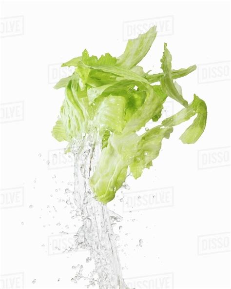 Iceberg Lettuce Being Washed Stock Photo Dissolve