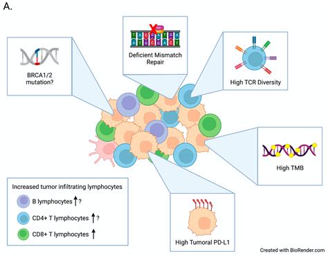 Biomedicines Free Full Text Predictive Biomarkers Of Immune