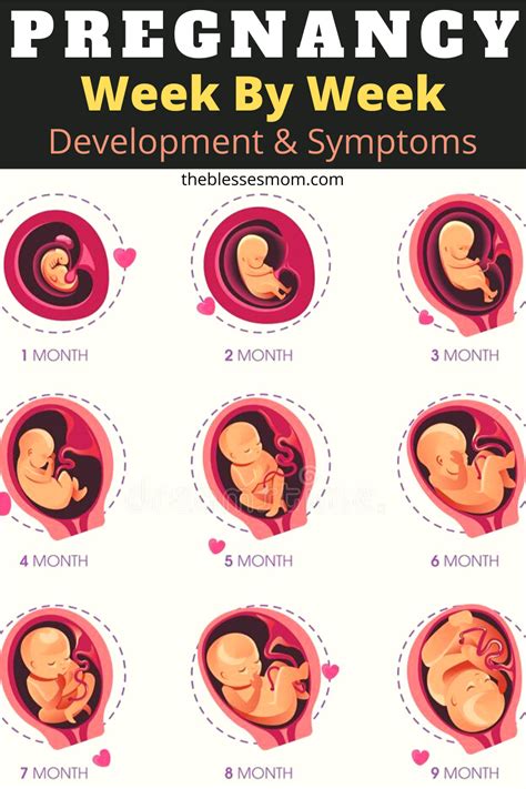 Pregnancy Fetal Foetus Development Embryonic Vector Image On