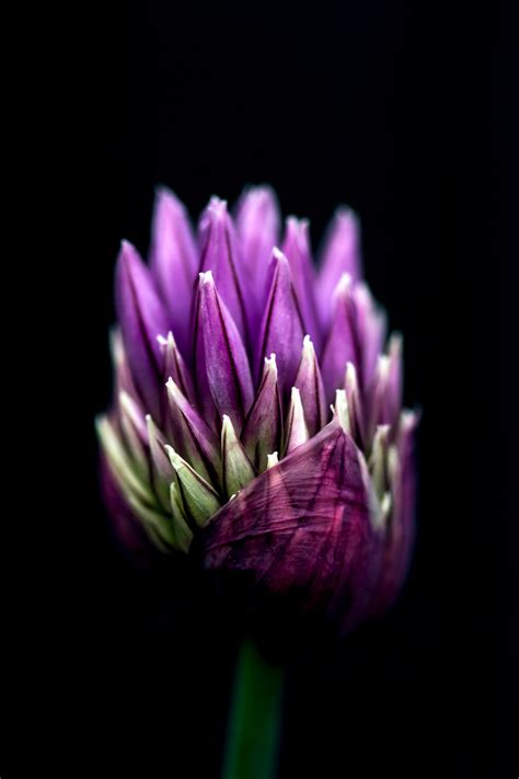 Macro Photography Of A Purple Flower Pixeor Large Collection Of