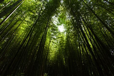 Light Into The Dark Bamboo Forest Stock Photo Download Image Now