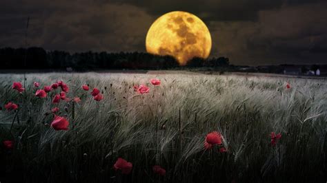 Field Flowers Night Moon Poppies Wheat Phone Wallpapers