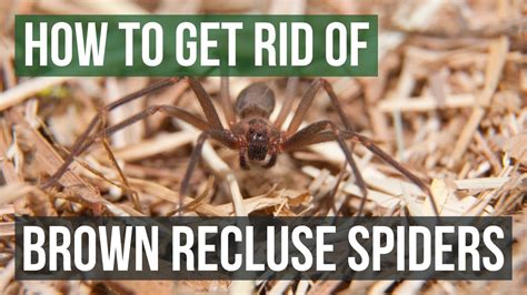 How To Get Rid Of Spiders In Your Basement