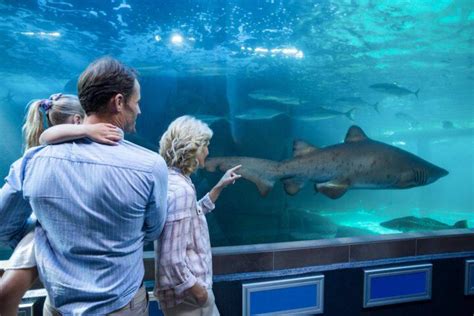10 Reasons To Visit Sea Life Melbourne Aquarium Melbourne Private Tour Desk