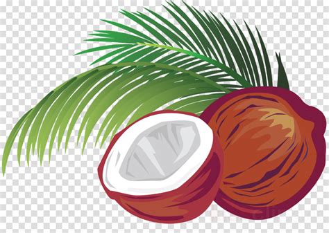 Coconut Watercolor Clipart Modern Tropical Clipart Coconut Png Palm