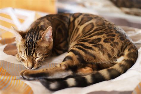 13 Cat Breeds That Dont Shed Much For People Who Are Sensitive To It
