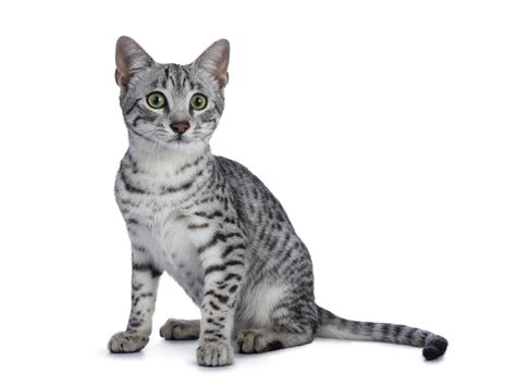They are the only naturally spotted breed of domesticated cat. Egyptian Mau Cat Breed Information, Traits ...