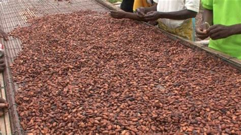 Cocoa Farmers Demand 30 Increase In Price For 202223 Crop Season