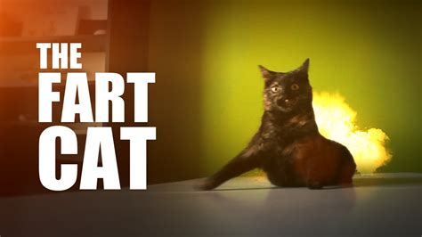 The Fart Cat Youtube