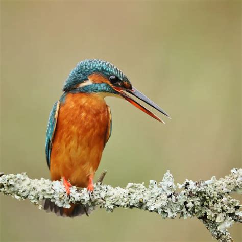 Common Kingfisher By Clive Daelman Birdguides
