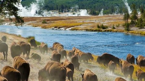 Rockies Yellowstone And Mt Rushmore By Intrepid Travel Bookmundi