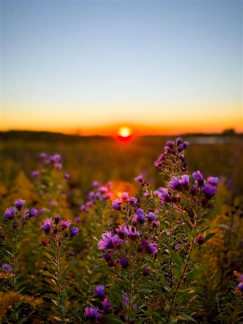 Wildflower Photo Sunset Photo Illinois Prairie Sunset Photography
