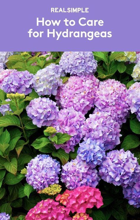 How To Care For Hydrangeas—whether Potted Planted Or In A Bouquet