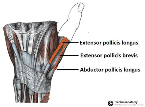 The Anatomical Snuffbox Borders Contents Teachmeanatomy