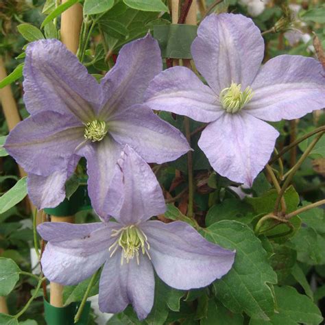 Climbing plants, including wisteria and clematis, bring height to the garden and add interest to buildings and garden structures. Clematis Plant - Prince Charles - Climbing Plants - Types ...