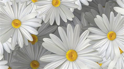 White Daisy Flowers Background 4k By Vf Videohive
