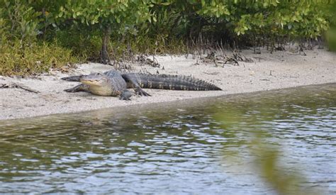 Cayo Costa Key State Park Alligators 4 Yes Dear
