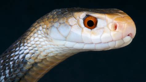 The Most Terrifying Snakes In The World
