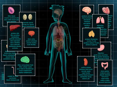 The 11 organ systems of the body are the integumentary, muscular, skeletal, nervous, circulatory, lymphatic, respiratory, endocrine, urinary/excretory, reproductive and digestive. Body Systems Lesson Plans and Lesson Ideas | BrainPOP ...