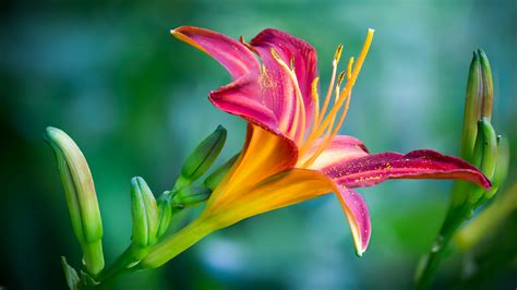Pink And Yellow Lily Flower In Closeup Photo · Free Stock Photo