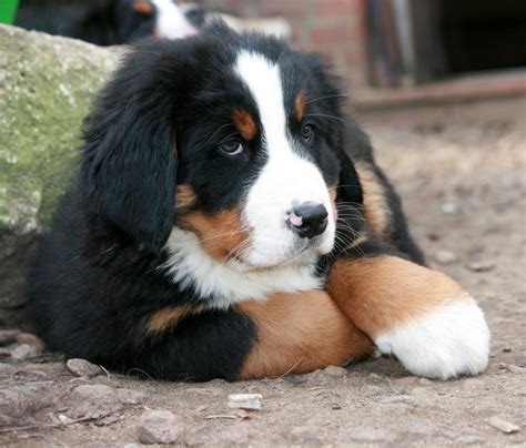 Beautiful And Cute Black Brown And White Bernese Mountain Dog In