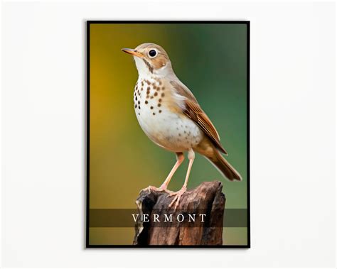 Vermont State Bird Hermit Thrush Photo Art Print State Bird Etsy