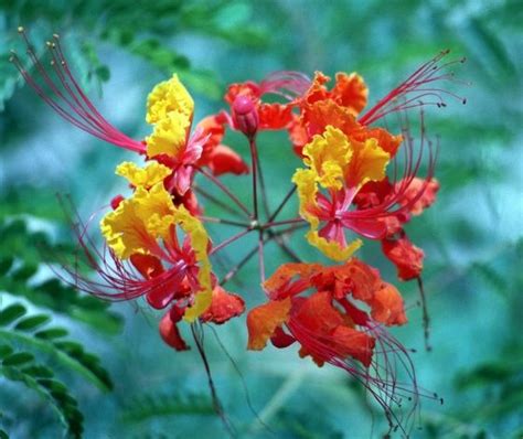 council paves way for cool crest re opening national flower pride of barbados barbados