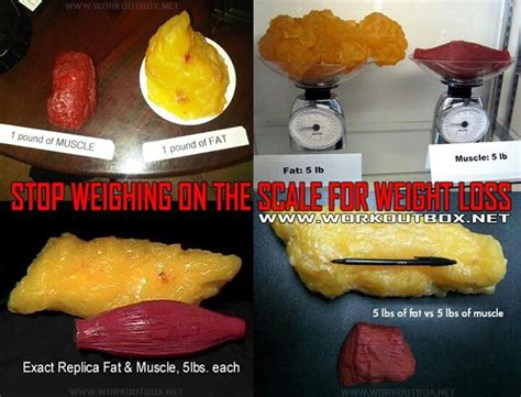 1 Pound Of Fat Visual Alleviatingstory