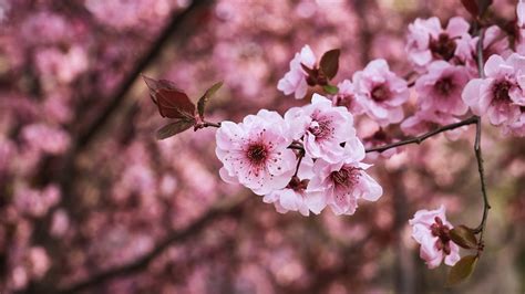 Download Blossom Spring Branch Flower Nature Sakura 4k Ultra Hd Wallpaper